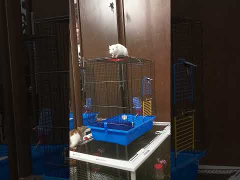 Видео: Крыски бедовые