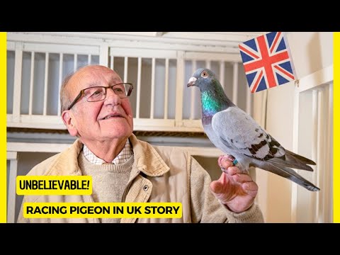 Видео: Гонки. Трагедия на голубиных гонках в Великобритании: правда о голубях в Великобритании