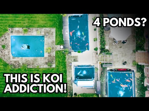Видео: Этот сад – МЕЧТА ДЛЯ ВЛАДЕЛЬЦЕВ КАРПОРОВ КОИ!