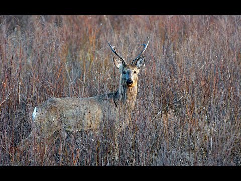Видео: РЕАЛЬНАЯ ОХОТА НА СИБИРСКУЮ КОСУЛЮ REAL HUNTING FOR SIBERIAN ROE DEER