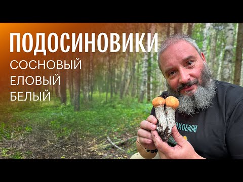 Видео: Для новичков. Подосиновики. Михаил Вишневский