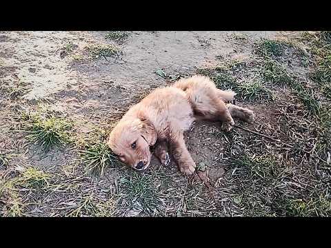 Видео: Больной щенок лежал на земле, слёзы стекали по его щекам, но у него не осталось сил даже плакать.