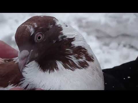 Видео: ЛИМАН    ЗИМА     СНЕГ   ПРОБУЕМ  0997687818