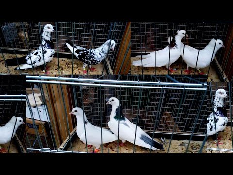Видео: Легендарные Племенные Бакинские Голуби Валеры! Держим Вместе Больше 15 лет Только их 👍