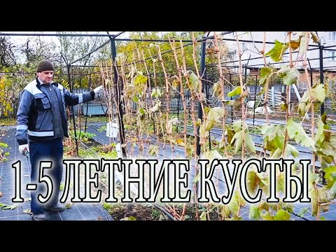 Видео: КАК ОБРЕЗАТЬ КУСТ ВИНОГРАДА ОСЕНЬЮ