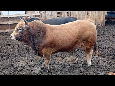 Видео: КУПИЛ НОВЫХ ТЕЛЯТ. ЦЕНЫ. ГДЕ КУПИЛ.