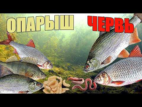 Видео: Подводный эксперимент. ЧЕРВЬ или ОПАРЫШ. Что выберет рыба?  Подводная съёмка.