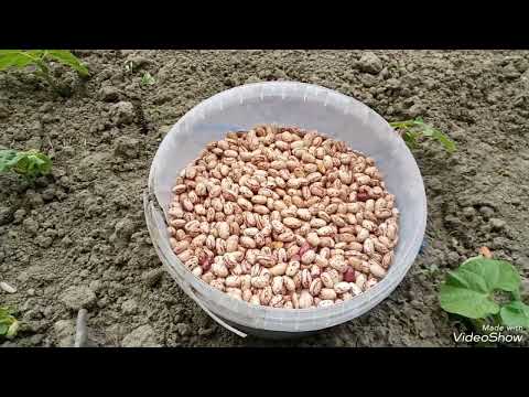 Видео: Посів квасолі  2024