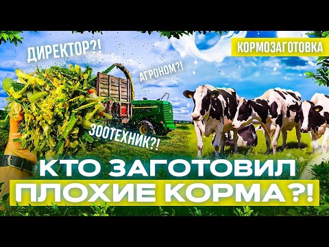 Видео: Кто заготовил плохие корма?