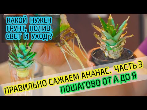 Видео: Посадка ананаса из верхушки. Правильный грунт, полив, свет и уход для выращивания ананаса? Часть 3