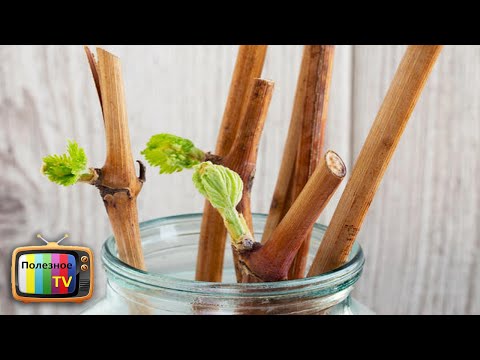 Видео: Проращивание черенков винограда от А до Я! 100% Результат! Самый легкий способ
