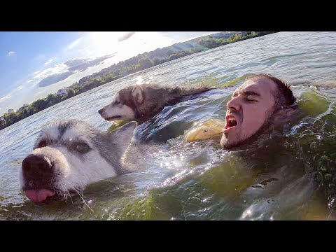 Видео: Собака СПАСЛА ТОНУЩЕГО Хозяина