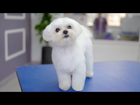 Видео: Стрижка мальтезе на 7 лет ✂️❤️🐶 Теперь я выгляжу на 5 лет моложе!!