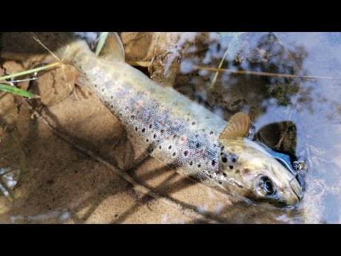 Видео: Летняя ручьевая форель ч. 2 Форель и хариус на колебалки и силикон
