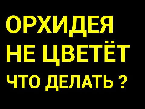 Видео: Как Помочь Орхидее Цвести Пышно и Долго? ПРОСТОЙ СПОСОБ.