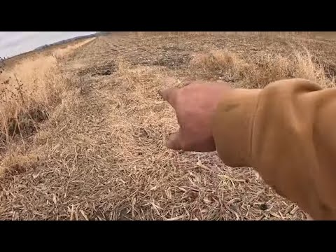 Видео: День открытия отлова диких животных в Айове (неожиданное событие на Холме Смерти), эпизод 1, 2024–25