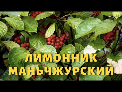 Видео: Лимонник маньчжурский или китайский