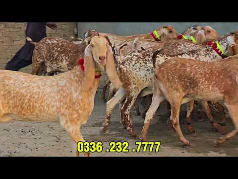 Видео: Успешное разведение коз: выращивайте 15 коз и зарабатывайте от 3,0 до 4,0 млн рупий в год.