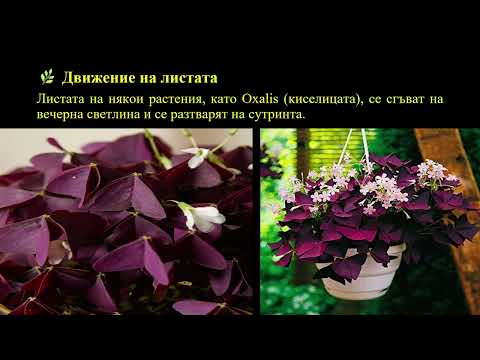 Видео: ТЕМА №51 - ДРАЗНИМОСТ ПРИ РАСТЕНИЯТА