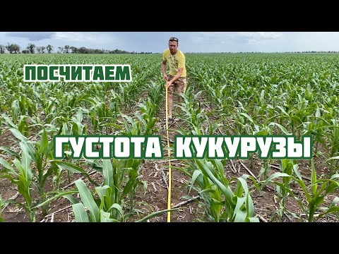 Видео: Считаем густоту кукурузы