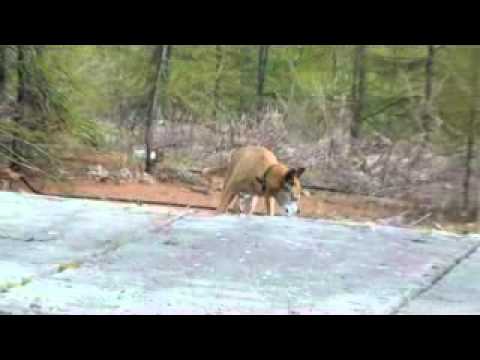 Видео: Синегорье зарисовки.flv