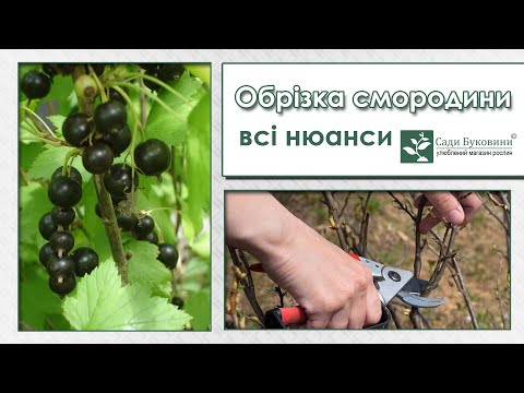 Видео: Обрезка смородины. Как обрезать молодую смородину. Правила обрезки (омоложения) кустов смородины.