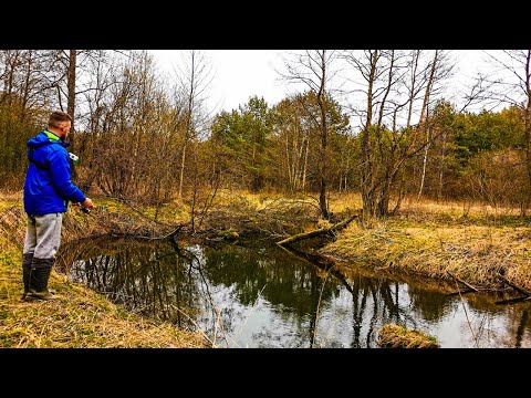 Видео: Ловля форели на спиннинг !  Рыбалка на дикой микроречке! Рыбалка в Беларуси! Тест спиннинга ALLBLUE!