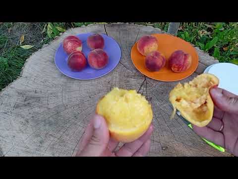 Видео: 23.07.2025. огляд персиків: Манон,Герміона,Фреш Ред,Кондор.