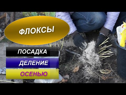 Видео: ФЛОКСЫ | ПЕРЕСАДКА | ДЕЛЕНИЕ ОСЕНЬЮ