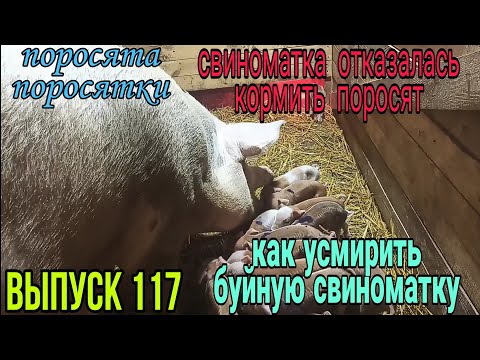 Видео: Что делать если свиноматка отказывается кормить поросят.