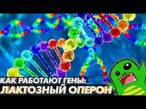 Видео: КАК РАБОТАЮТ ГЕНЫ | Бактерии и лактозный оперон | ЭВОЛЮЦИЯ