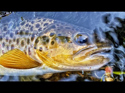 Видео: форель . лесная речка  . рыбалка в диких местах .