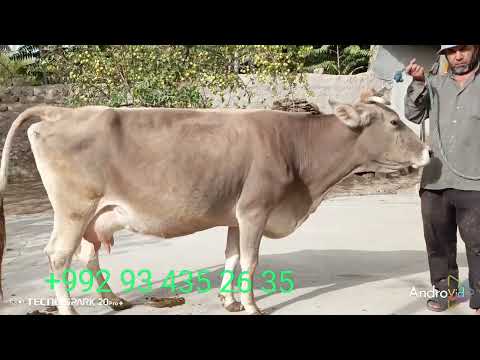 Видео: 1сар гови чушои карпат ва 1сар букаи шувед метавонет харидори намоед