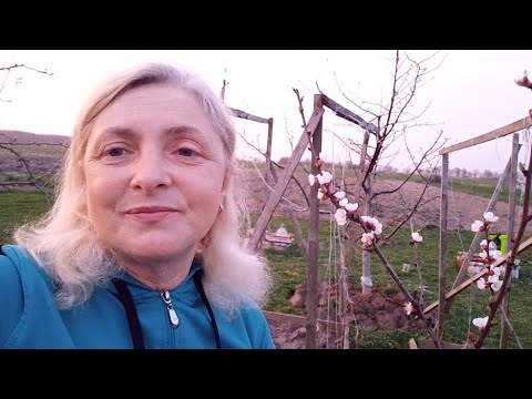 Видео: Друга обробка саду, кущів від хворіб та шкідників ❤️