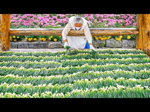 Видео: Прекрасно готовит бабушка! Самый популярный в мире мастер блинов / Корейская уличная еда