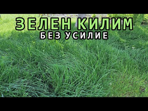 Видео: Много лесен и успешен начин за зелен килим от райграс/тревна смес