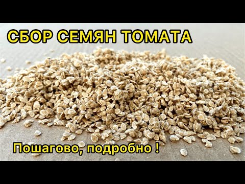 Видео: Как собрать ЧИСТЫЕ, КРУПНЫЕ, ОТБОРНЫЕ, С ВЫСОКОЙ ВСХОЖЕСТЬЮ СЕМЕНА ТОМАТА / ПОМИДОРА