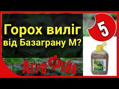 Видео: Горох виліг від Базаграну М? АгроФейл 5