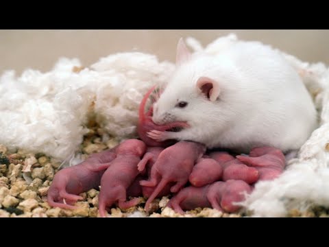 Видео: Рождение маленьких мышат