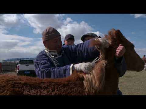 Видео: ӨМӨЗО-НЫ ХӨЛӨНБУЙРЫН ӨВӨРБУЛАГИЙН АДУУЧИН АЙЛ