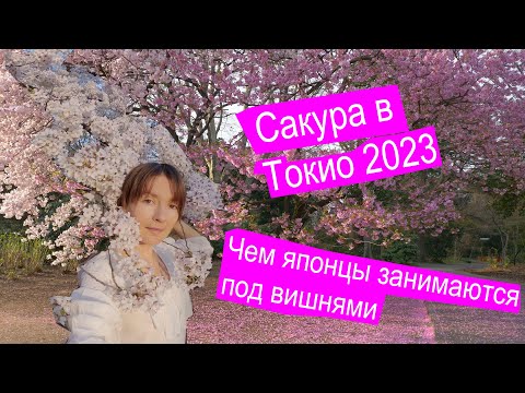 Видео: Цветение сакуры: Токио 2023