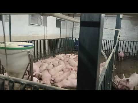 Видео: Установка кормушек. Подготовка новых станков.