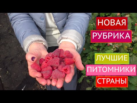 Видео: САДОВЫЙ ГИД В ГОСТЯХ У ПИТОМНИКА ШКОЛЬНЫЙ САД!!! РАСКРЫВАЕМ ВСЕ СЕКРЕТЫ!