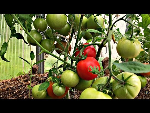 Видео: ОТ ЧЕГО ЗАВИСИТ РАННИЙ УРОЖАЙ ПОМИДОРОВ?