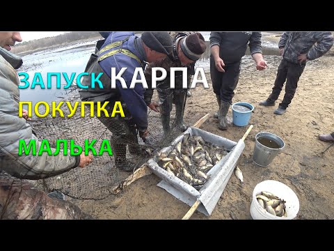 Видео: ЗАПУСК малька КАРПА в ОЗЕРО покупка рыбы