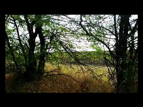 Видео: Корова или коза? Что выгоднее держать?