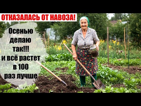 Видео: Я в Шоке! ОТКАЗАЛСЯ ОТ НАВОЗА! Осенью делаю так и всё растет в 100 раз лучше