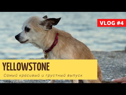 Видео: Йеллоустоун, самое красивое и грустное видео