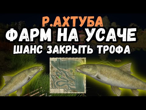 Видео: РАЗДАЧА УСАЧЕЙ КОРОТКОГОЛОВЫХ (фарм) /р.Ахтуба ● Русская Рыбалка 4 | РР4