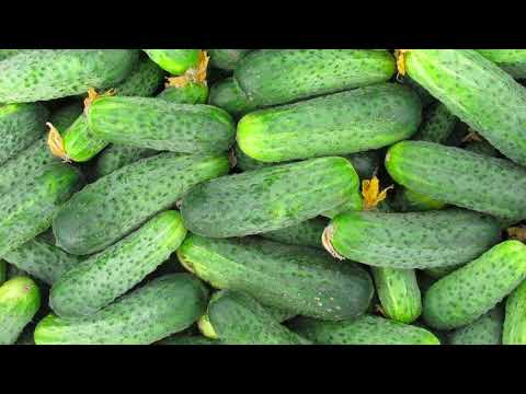 Видео: Які огірки, обрати для вирощування у відкритому ґрунті у 2025. Насіння огірків для відкритого грунту